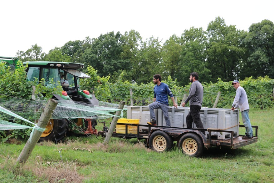 winery workers getting towed behind a tractor in the vineyard