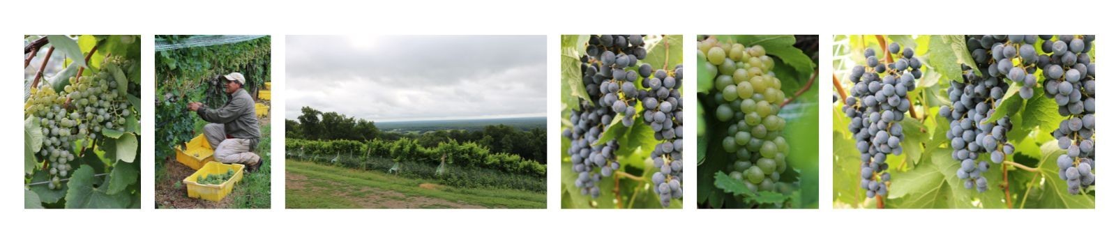 Montage of images showing grapes and vineyards